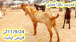 Madrasa Bakra Mandi latest update  Qurbani 2025  makhi chena bakre  gillani goat farm [upl. by Aibat]