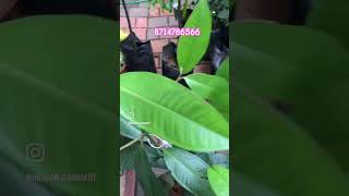 Mangosteen k100 Homegrown nursery Plants courier service available 8714786566 Thrissur Mullurkara [upl. by Brent]