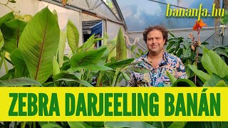 Miért szeretjük a Musa sikkimensis ’Ever Red’et azaz a zebra darjeeling banánt [upl. by Aleyam]