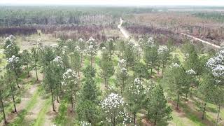 Forestry Mass Controlled Pollination in Loblolly Pine [upl. by Tima356]