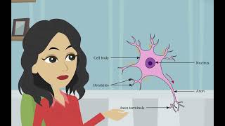 La structure et la fonction des neurones Psychologie de base  les divisions du système nerveux [upl. by Darreg369]