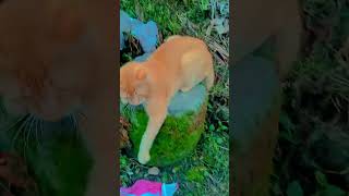 Oyen oyen kucing kucinglucu catlover sad fypシ゚viral bismillahrame [upl. by Perron]