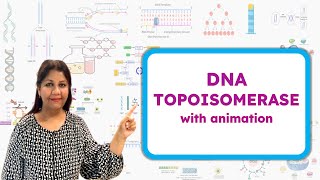 Type 1 and Type 2 DNA Topoisomerase  How Topoisomerase works  Molecular Biology🧬 [upl. by Nayhr]