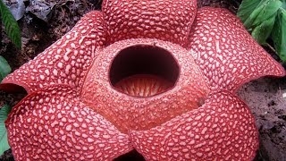 Top 10 most unusual plants in the world [upl. by Marlowe950]