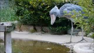 Shoebill Balaeniceps rex hunting and catching fish  魚を狙って食べ、家に帰る、上野動物園のハシビロコウ [upl. by Christoph]