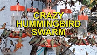 Hundreds of HUMMINGBIRDS Feeding on Feeders [upl. by Conner]