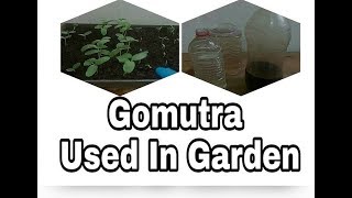 Gomutra Mere Garden ka organic fertilizer healthy Medicine [upl. by Ki]