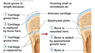 Bone formation healing remodeling [upl. by Suanne]