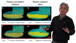 Mike Levine UC Berkeley Part 2 Transcriptional Precision Shadow Enhancers [upl. by Nnaharas]