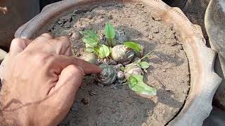 Winter approaching  Dormancy will strike you garden  How to deal  some examples egwt [upl. by Nanda]