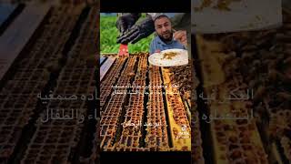 Propolis bees عكبر النحل [upl. by Magulac]