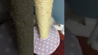 A cute little kitten sleeps sweetly next to the house asmr catvideo kittens scottishcat [upl. by Kling]