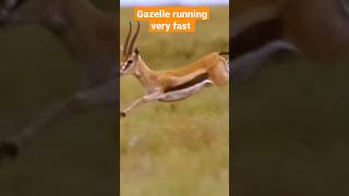 Gazelle running very fast  gazelle sound shorts gazelle [upl. by Wiencke64]