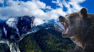 illyrian shepherd vs bear test  livestock guard dog vs bear test [upl. by Normak]