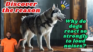 Why do dogs react so strongly to loud noises Discover the reason [upl. by Nalym817]