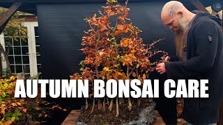 How to take care of your Bonsai trees in Autumn [upl. by Katti281]