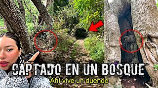 COSAS EXTRAÑAS están Ocurriendo en los BOSQUES de TODO el MUNDO [upl. by Yedorb756]