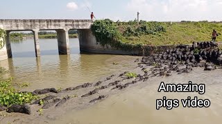 animals moment pig videospigs swimming in the small river best pets pig video in the world [upl. by Landis802]