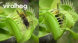 Venus Flytrap Eats Wasps  ViralHog [upl. by Frieda]