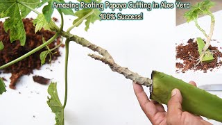 Amazing Rooting Papaya Cutting in Aloe Vera New Grafting Technique Short Papaya Brilliant idea [upl. by Denna180]