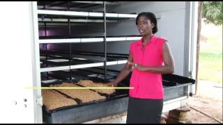 Hydroponic Fodder Production for Livestock Eastern Africa RILab [upl. by Rydder]