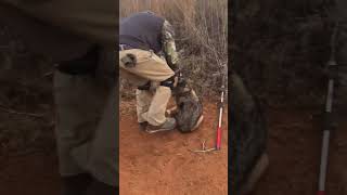 Live market work about to begin trapping coyote trapper [upl. by Hernardo]