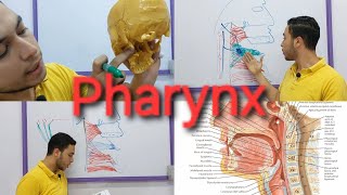 Pharynx  GIT [upl. by Itisahc424]