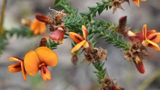 178 Steal Everything That Aint Nailed Down w Nuytsia floribunda CPBBD AUSTRALIA [upl. by Calvin822]