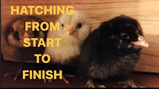 Hatching Chicken Eggs from Start to Finish Incubated Full 22 day series in one video [upl. by Thornie862]