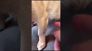 Hilarious chihuahua fails compilation  chihuahua funny video chihuahua funnydogs dog [upl. by Endor]