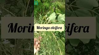 Moringasahjandrumstick benefits moringa benefits moringaleaves agriculture fieldvisit [upl. by Nnylidnarb]