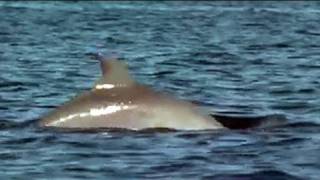 Dolphin Bay in Bocas del Toro Panama [upl. by Eltsyrc264]