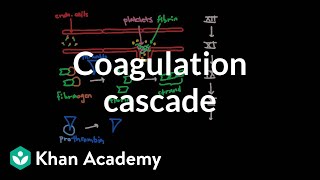 Coagulation cascade  Human anatomy and physiology  Health amp Medicine  Khan Academy [upl. by Stahl]