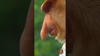 The Proboscis Monkey Nasalis larvatus [upl. by Silsbye]