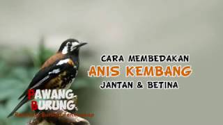 CIRI ANIS KEMBANG JANTAN amp BETINA [upl. by Daryl176]