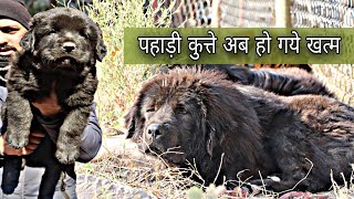 Bhotia Dog puppies for sale Gaddi puppy  भोटिया कुत्ते uttarakhand wale [upl. by Korwun]