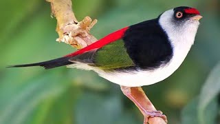 Pin Tailed Manakin Bird [upl. by Hamish]