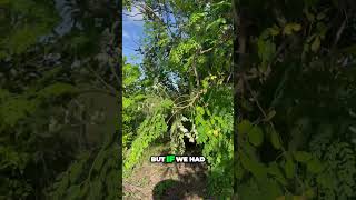 Beautiful MORINGA in flower moringatree foodforest [upl. by Maitilde]