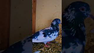 foryou pigeon kabootar love birds madina [upl. by Darian59]