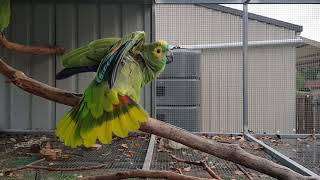 Male Bluefronted Amazon Parrot showing off [upl. by Allecnirp590]