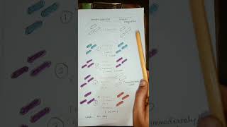 Gram staining procedure in Tamilmicrobiology gramstaining [upl. by Anelav396]