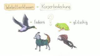 KÖRPERBEDECKUNG DER WIRBELTIERE  Biologie  Biologie der Tiere Mittelstufe [upl. by Reedy]