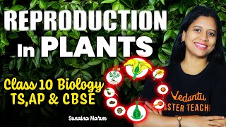 Reproduction in Plants  Class 10 Biology  TSAP amp CBSE  Sunaina Maam VedantuTelugu8910 [upl. by Eedeed]