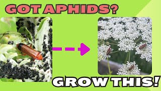 How to get rid of aphids on plants  No Spraying [upl. by Lozano]