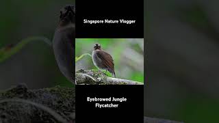 🐦 Eyebrowed Jungle Flycatcher at Kinabalu GeoPark in Malaysia [upl. by Ahsiekram772]