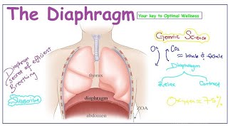 DIAPHRAGM ANATOMY [upl. by Leamse863]