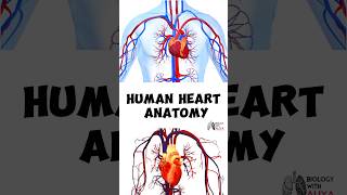 Human Heart Anatomy medical animation 3d short Biology with Aliya [upl. by Singband114]