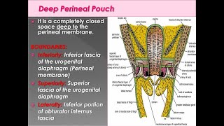 Anatomy of the Deep perineal pouch Space Boundaries and Content [upl. by Ahsiral]