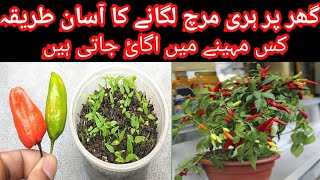 How to grow green chilli plant at home  How to collect green chilli seed from fruit [upl. by Tat]