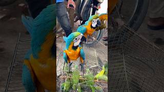 Blue and gold macaw 🦜 Macaw parrot ytshorts shorts [upl. by Mitran]